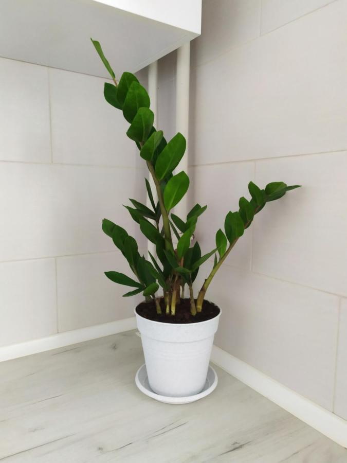Apartment On Klochkovskaya 152A 카리프 외부 사진